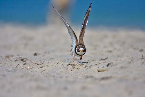 Ringed Plover | Charadrius hiaticula photo