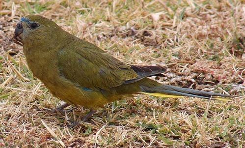 Rock Parrot | Neophema petrophila photo