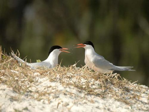 Roseate Tern | Sterna dougallii photo