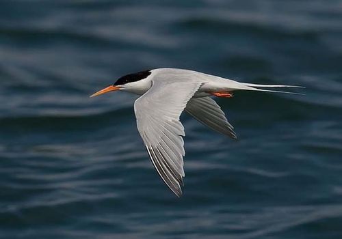 Roseate Tern | Sterna dougallii photo