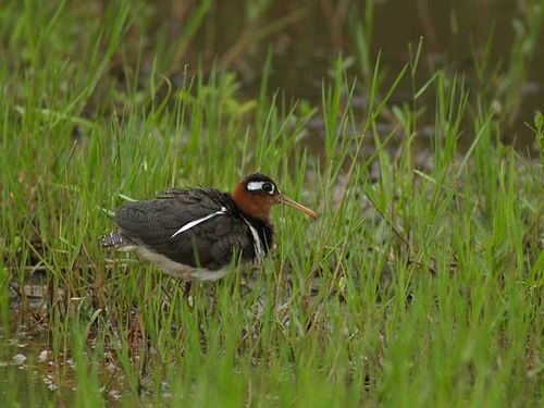 Painted Snipe | Rostratula benghalensis photo