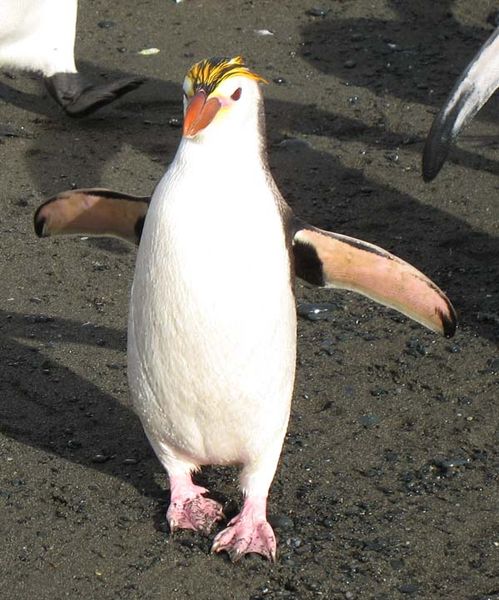 Royal Penguin | Eudyptes schlegeli photo