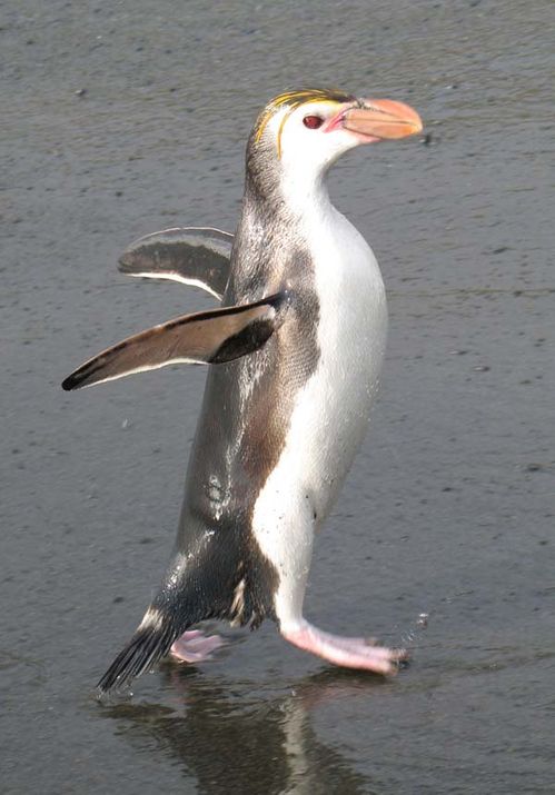 Royal Penguin | Eudyptes schlegeli photo