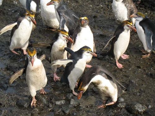 Royal Penguin | Eudyptes schlegeli photo