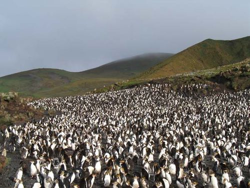 Royal Penguin | Eudyptes schlegeli photo