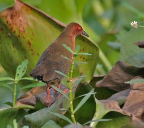 Ruddy-breasted Crake | Porzana fusca photo