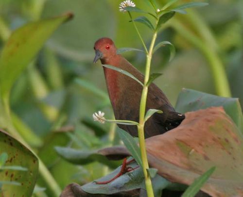 Ruddy-breasted Crake | Porzana fusca photo