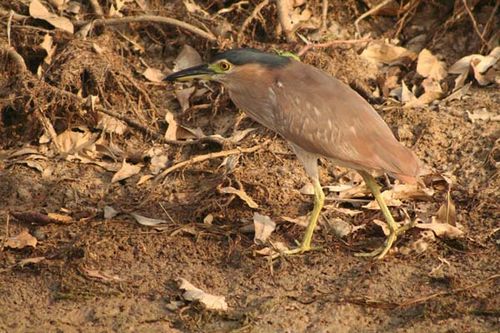 Nankeen Night-heron | Nycticorax caledonicus photo