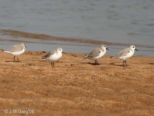 Sanderling | Calidris alba photo