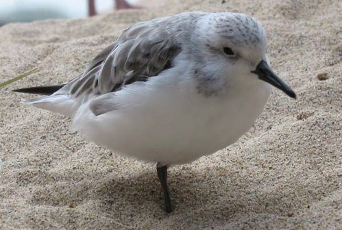 Sanderling | Calidris alba photo