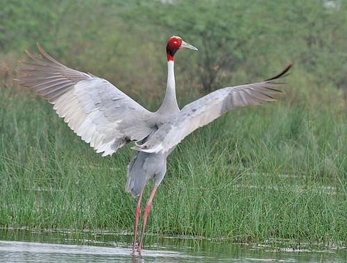 Sarus Crane | Grus antigone photo