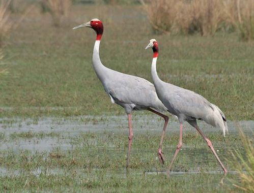 Sarus Crane | Grus antigone photo