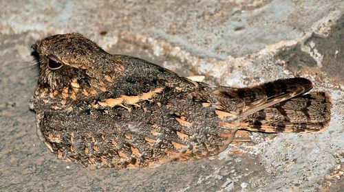 Savanna Nightjar | Caprimulgus affinis photo