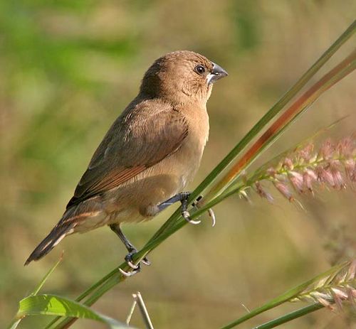 Nutmeg Munia | Lonchura punctulata photo