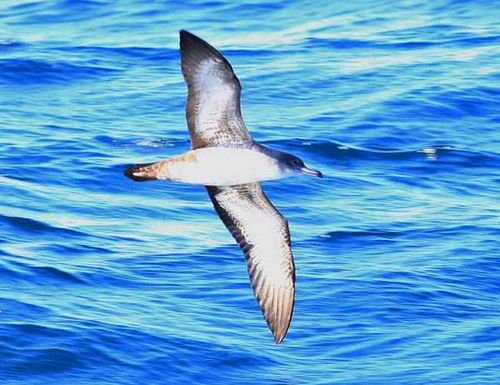 Pink-footed Shearwater | Puffinus creatopus photo
