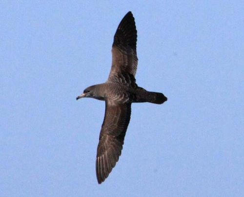 Pink-footed Shearwater | Puffinus creatopus photo