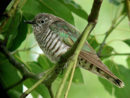 Shining Bronze-Cuckoo | Chrysococcyx lucidus photo