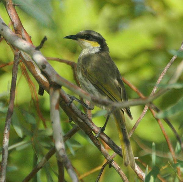 Singing Honeyeater | Lichenostomus virescens photo