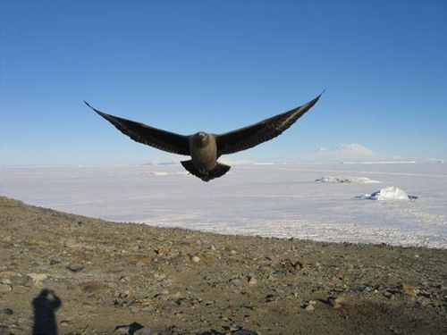 Brown Skua | Stercorarius antarcticus photo