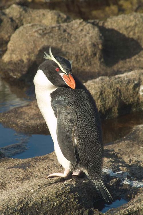 Snares Penguin | Eudyptes robustus photo