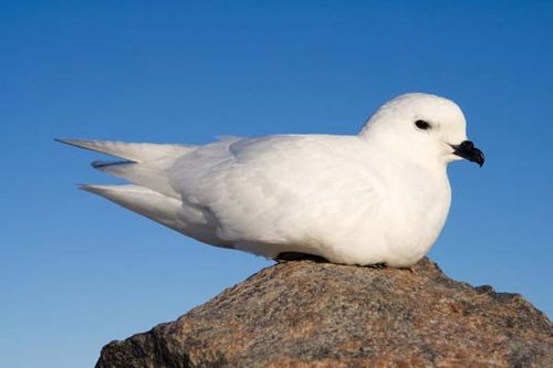 Snow Petrel | Pagodroma nivea photo