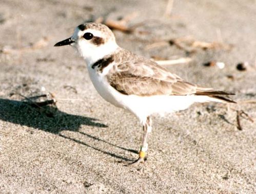 Kentish Plover | Charadrius alexandrinus photo