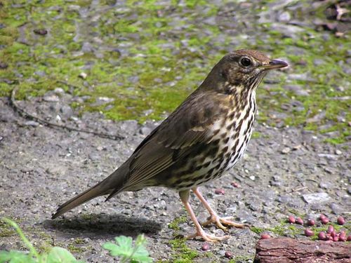 Song Thrush | Turdus philomelos photo