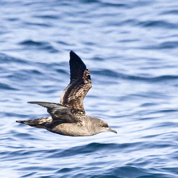 Sooty Shearwater | Puffinus griseus photo