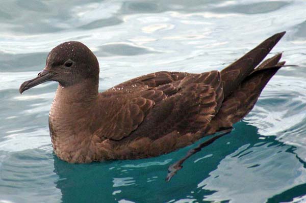 Sooty Shearwater | Puffinus griseus photo