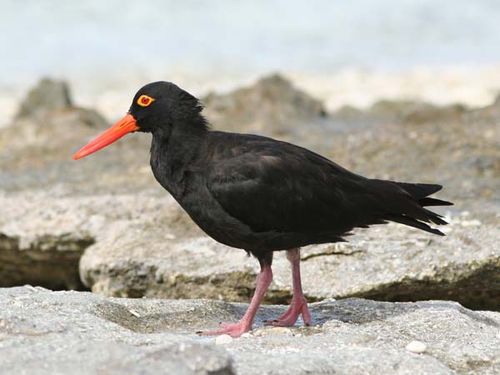 Sooty Oystercatcher | Haematopus fuliginosus photo