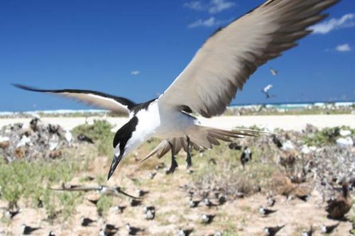 Sooty Tern | Sterna fuscata photo