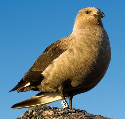 South Polar Skua | Stercorarius maccormicki photo