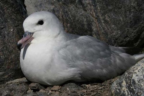 Southern Fulmar | Fulmarus glacialoides photo