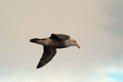 Southern Giant-Petrel | Macronectes giganteus photo