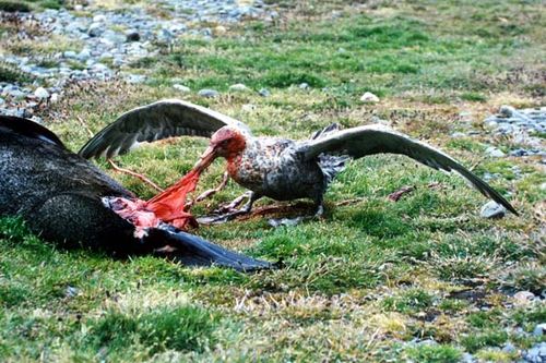 Southern Giant-Petrel | Macronectes giganteus photo