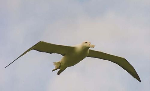 Royal Albatross | Diomedea epomophora photo