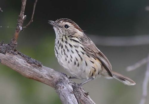 Speckled Warbler | Chthonicola sagittatus photo