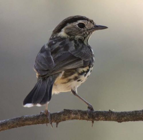 Speckled Warbler | Chthonicola sagittatus photo