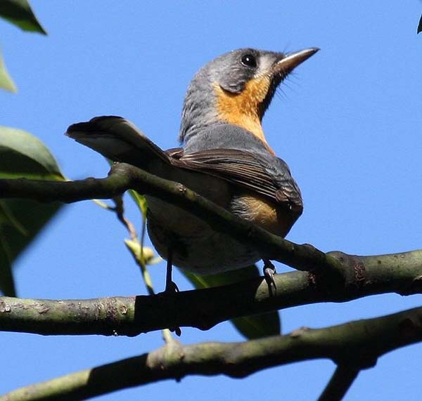 Spectacled Monarch | Monarcha trivirgatus photo