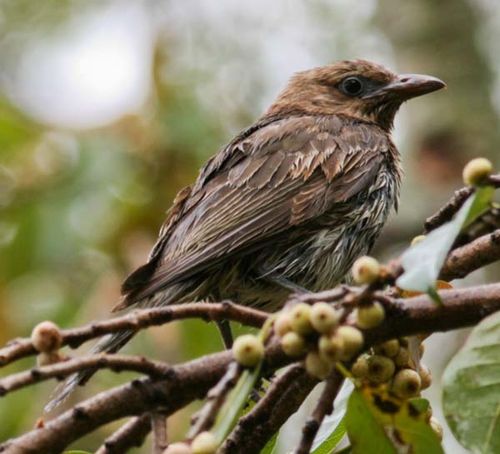 Australasian Figbird | Sphecotheres vieilloti photo