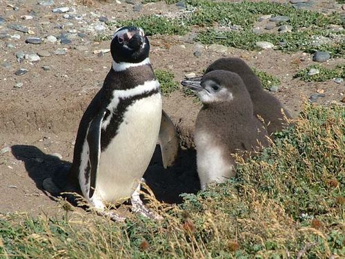 Magellanic Penguin | Spheniscus magellanicus photo