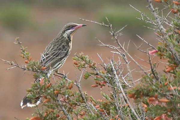 Spiny-cheeked Honeyeater | Acanthagenys rufogularis photo