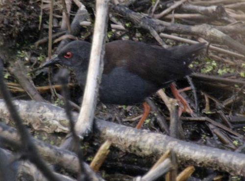 Spotless Crake | Porzana tabuensis photo