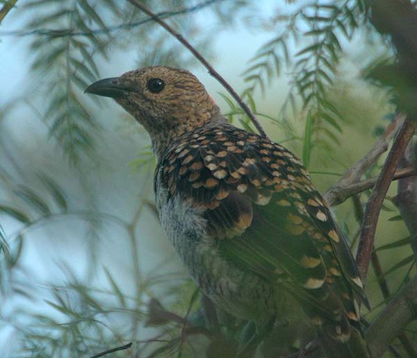 Spotted Bowerbird | Chlamydera maculata photo