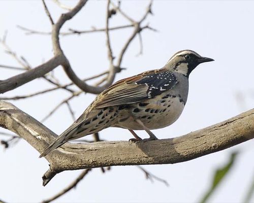 Spotted Quail-thrush | Cinclosoma punctatum photo