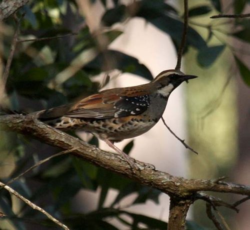 Spotted Quail-thrush | Cinclosoma punctatum photo