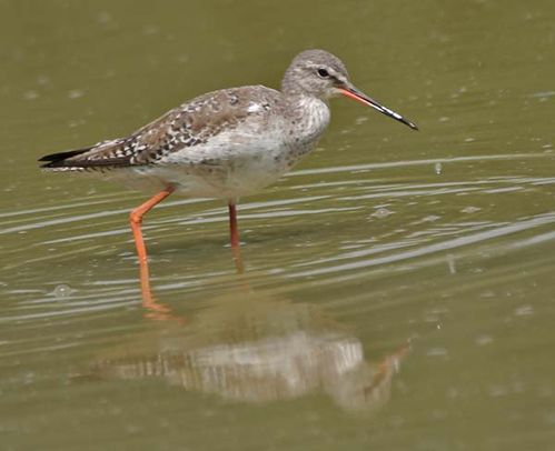 Spotted Redshank | Tringa erythropus photo