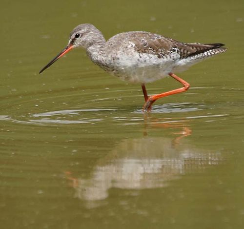 Spotted Redshank | Tringa erythropus photo