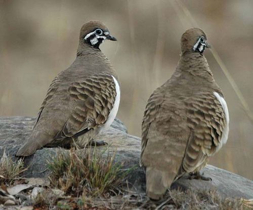 Squatter Pigeon | Geophaps scripta photo