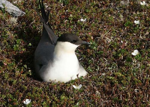 Long-tailed Jaeger | Stercorarius longicaudus photo